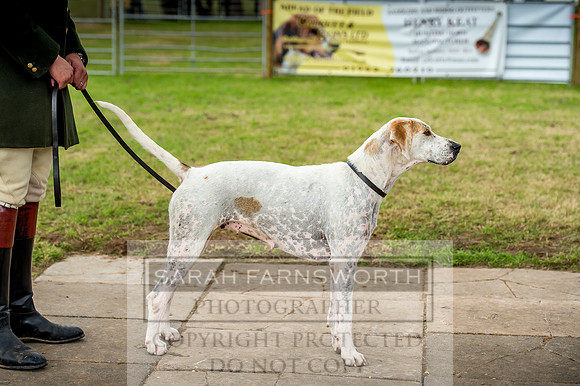 Honiton Hound Show 2017-97