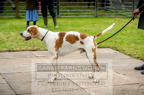 Honiton Hound Show 2017-60