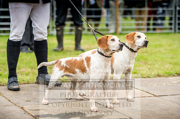 Honiton Hound Show 2017-26