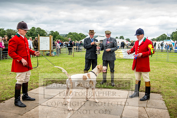 Honiton Hound Show 2017-51