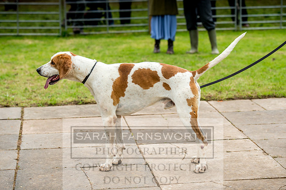 Honiton Hound Show 2017-59