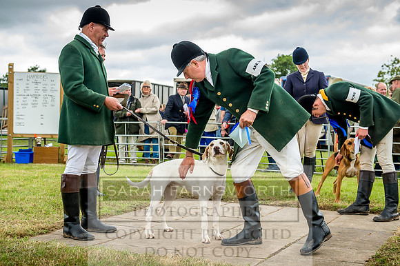 Honiton Hound Show 2017-64