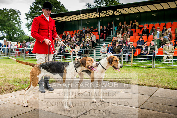 Honiton Hound Show 2017-85