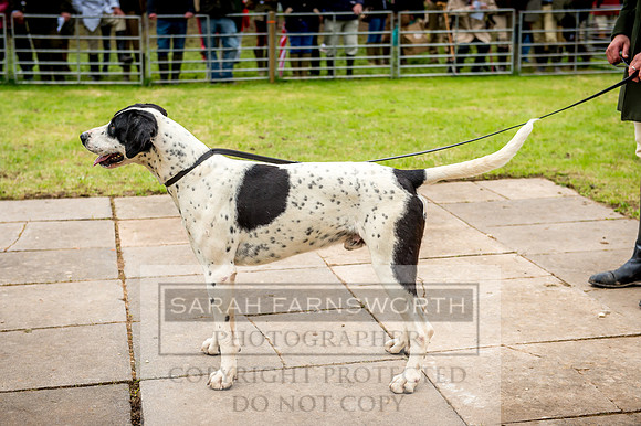 Honiton Hound Show 2017-42