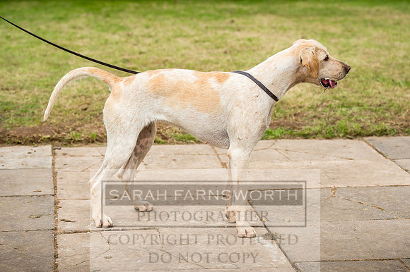 Honiton Hound Show 2017-104