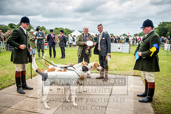 Honiton Hound Show 2017-30