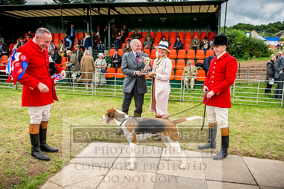 Honiton Hound Show 2017-110
