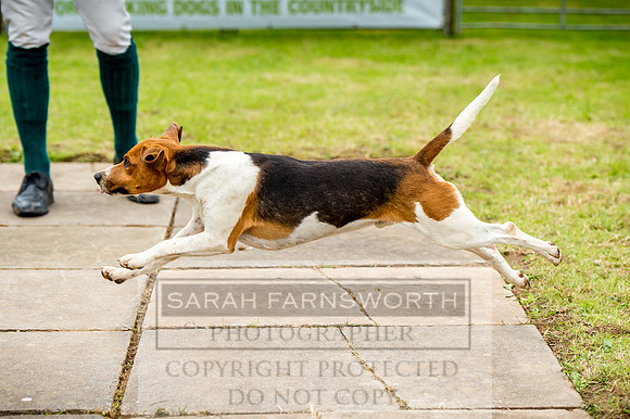 Honiton Hound Show 2017-45