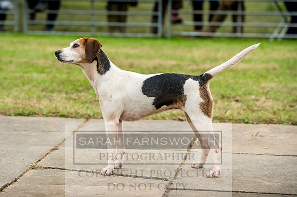 Honiton Hound Show 2017-113