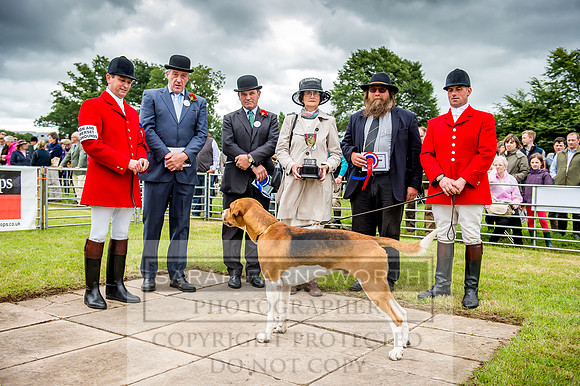 Honiton Hound Show 2017-18