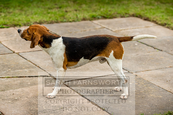 Honiton Hound Show 2017-16