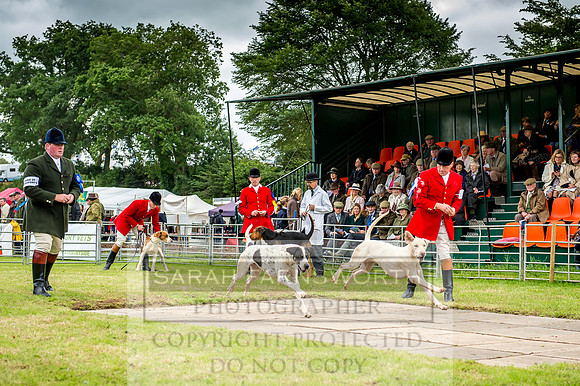 Honiton Hound Show 2017-39
