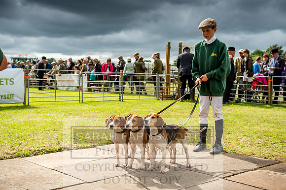 Honiton Hound Show 2017-89