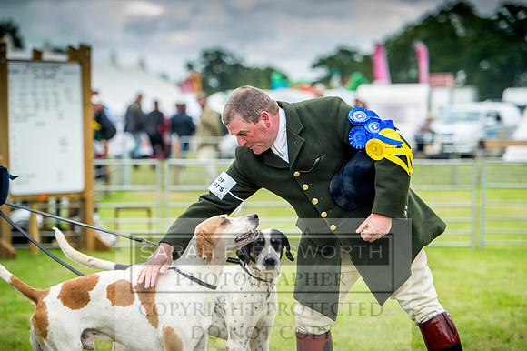 Honiton Hound Show 2017-55