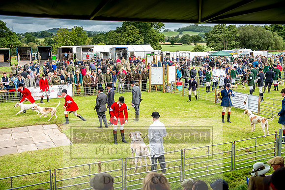 Honiton Hound Show 2017-9