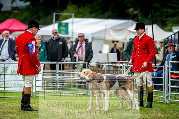 Honiton Hound Show 2017-54