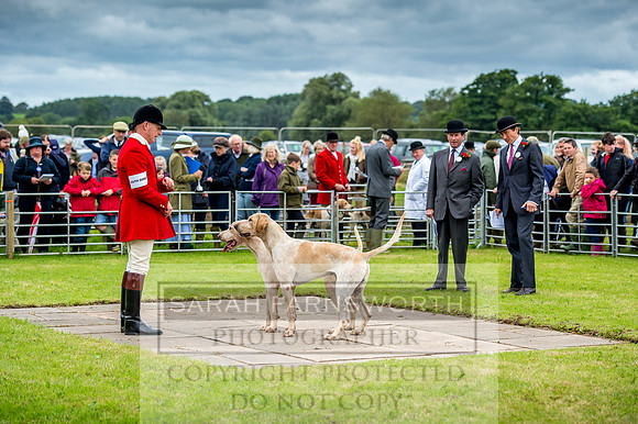 Honiton Hound Show 2017-7