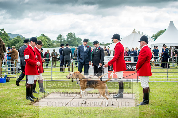 Honiton Hound Show 2017-17
