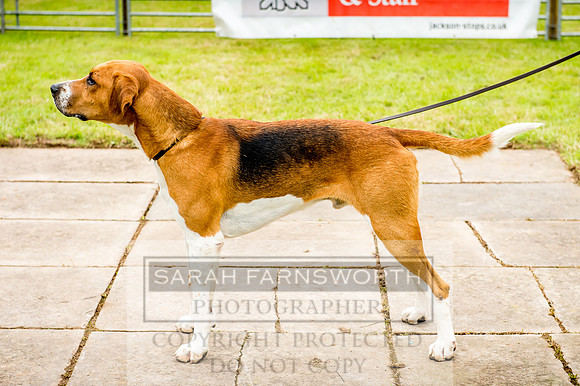 Honiton Hound Show 2017-19