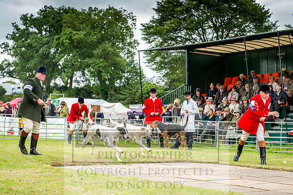 Honiton Hound Show 2017-37
