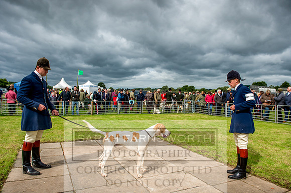 Honiton Hound Show 2017-13