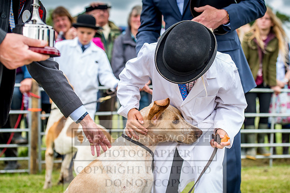 Honiton Hound Show 2017-76