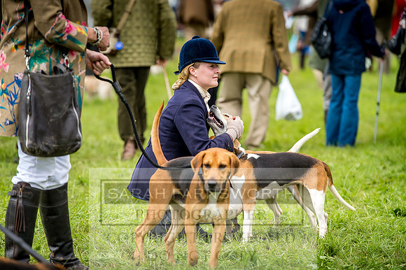 Honiton Hound Show 2017-27