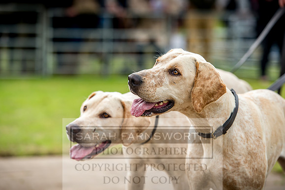Honiton Hound Show 2017-83