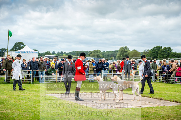 Honiton Hound Show 2017-8