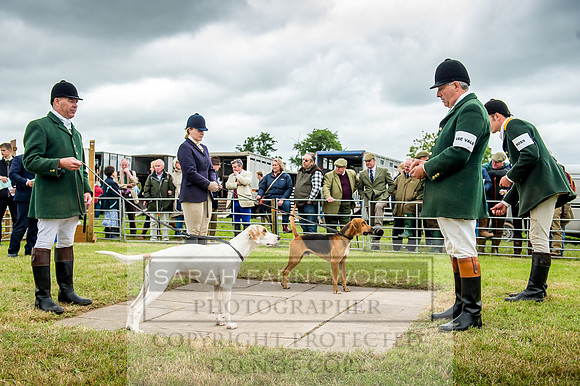 Honiton Hound Show 2017-62