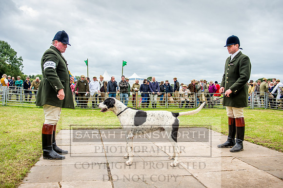 Honiton Hound Show 2017-43