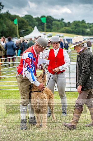 Honiton Hound Show 2017-92
