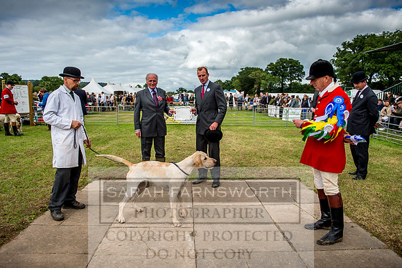 Honiton Hound Show 2017-103