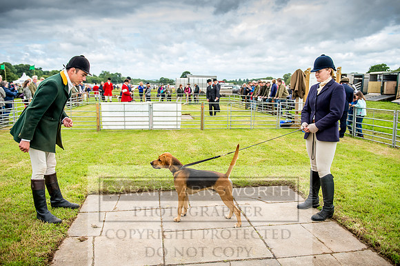 Honiton Hound Show 2017-5