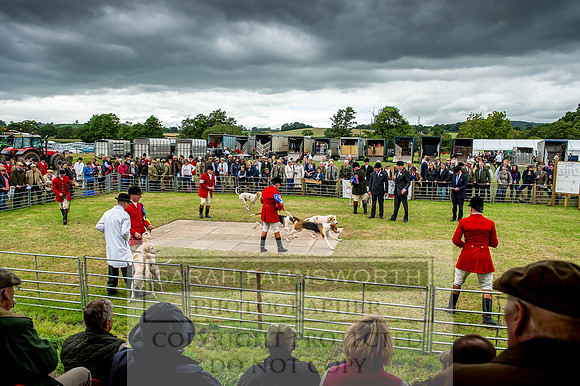 Honiton Hound Show 2017-84