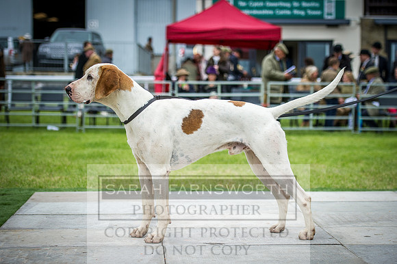 Builth Hound Show 2016-268