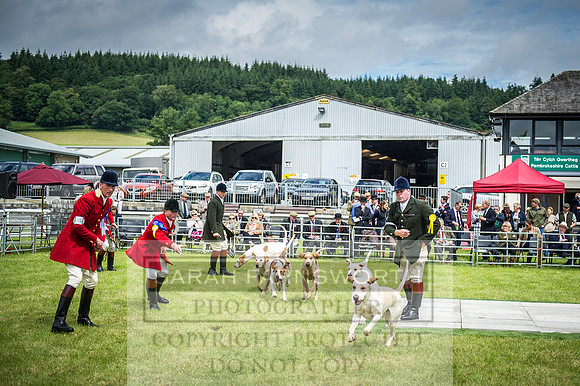 Builth Hound Show 2016-62