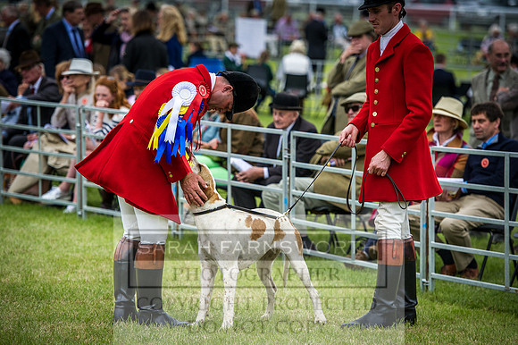 Builth Hound Show 2016-181