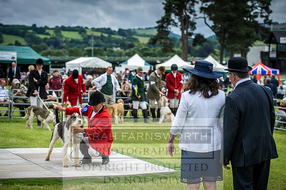 Builth Hound Show 2016-136