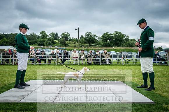 Builth Hound Show 2016-232