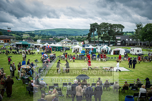 Builth Hound Show 2016-219