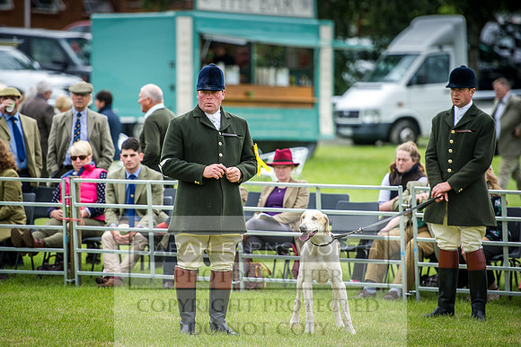 Builth Hound Show 2016-41