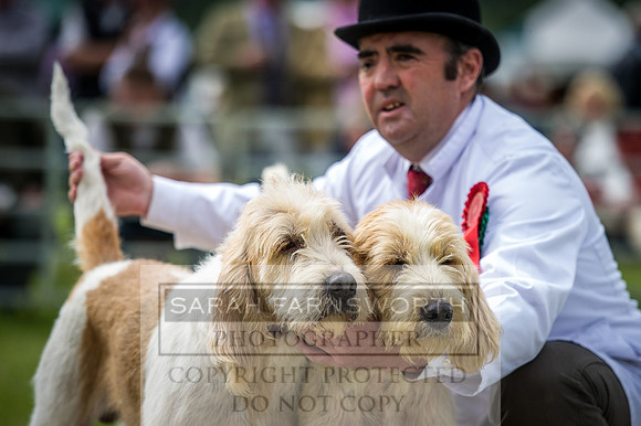 Builth Hound Show 2016-74