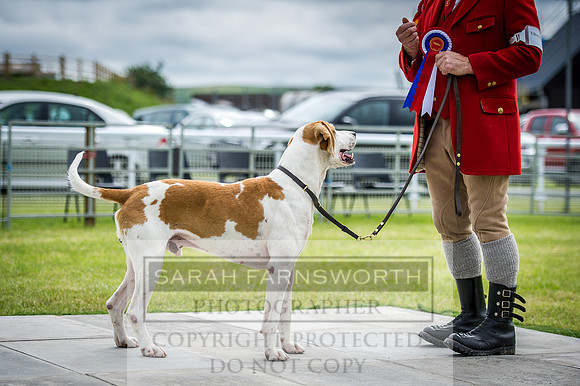 Builth Hound Show 2016-72