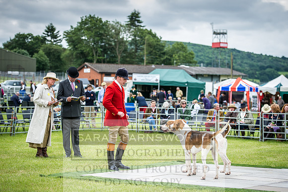 Builth Hound Show 2016-22