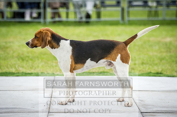 Builth Hound Show 2016-125
