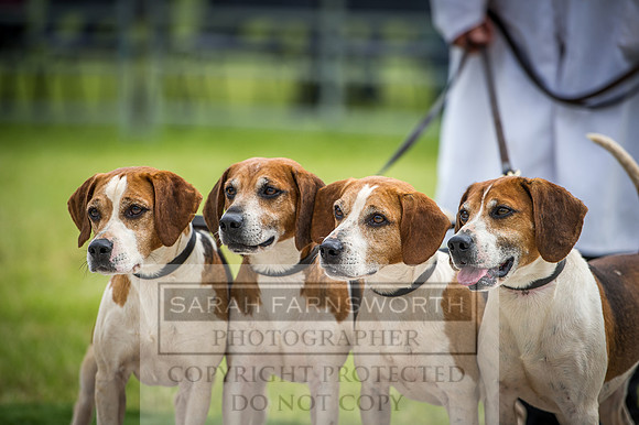 Builth Hound Show 2016-83