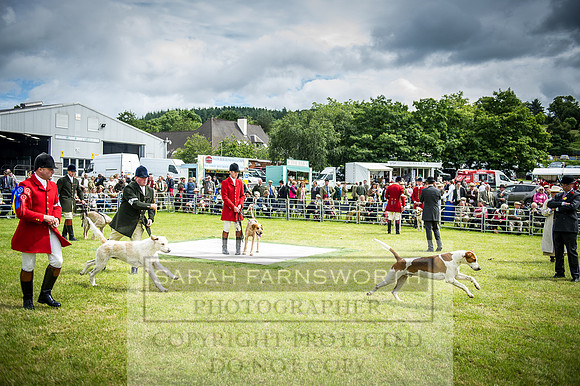 Builth Hound Show 2016-66