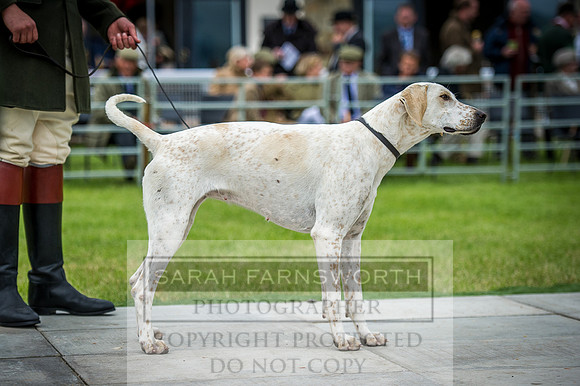 Builth Hound Show 2016-264