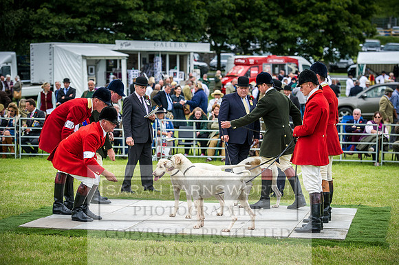 Builth Hound Show 2016-183